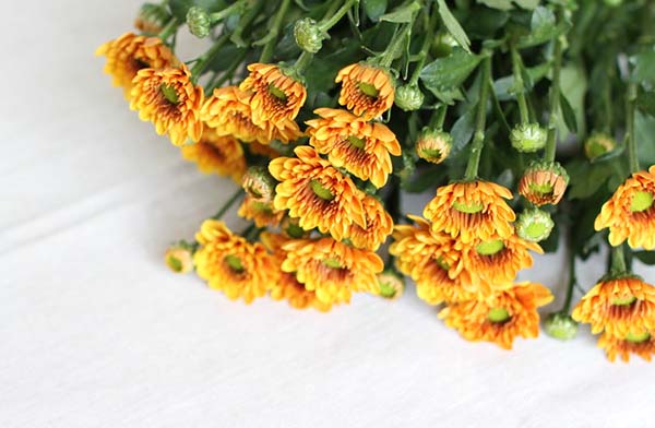 走出“花盆”向陽而生